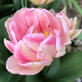 Peach Blossom Tulip (Tulipa Peach Blossom) Img 4